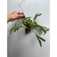 ราคา #กล้วยไม้ [ไม้เลี้ยงนานแล้ว]ติดขอนรากเดิน (21994630755)