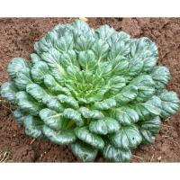 ราคา 150 เมล็ด ผักกวางตุ้ง แทตฉ่อย (1886418089)