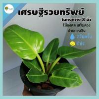 ราคา ต้นเศรษฐีรวยทรัพย์ เศรษฐีมีทรัพย์ ในกระถาง8"ว่านเศรษฐี ว่านรวยทรัพย์ ไม้มงคลเสริมบารมีโชคลาภ เสริมดวงด้านการเงิน (12737083474)