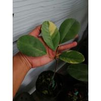 ราคา ต้นละมุดสีดาด่าง ใบสวยหายาก (8259523704)