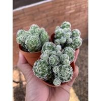 ราคา ตุ๊กตาญี่ปุ่น แมมตุ๊กตาญี่ปุ่น แคคตัส กระบองเพชร จัดส่งทั้งกระถางขนาด 2 นิ้ว (9415155008)