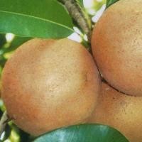 ราคา ต้นละมุด ละมุดยักษ์​เวียดนาม​ ลำต้นสูง 70 ซม (ทาบกิ่ง) (6493041104)