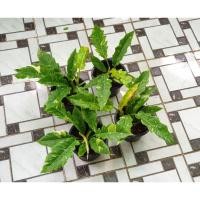 ราคา ฟิโลเดนดรอนใบเลื่อยด่าง (8570505628)