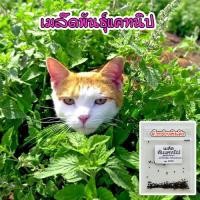 ราคา [10แถม1คละได้ ] เมล็ดพันธุ์ แคทนิป ตำแยแมว บรรจุ 40-200 เมล็ด สมุนไพรน้องแมว Catnip Seed มีคู่มือการปลูก (24426936287)