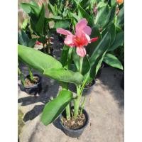 ราคา ต้นพุทธรักษาแคระ พันธุ์เตี้ยดอกสีชมพูอ่อน จัดส่งพร้อมกระถาง5นิ้ว (16820807884)