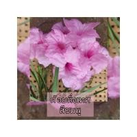 ราคา ฟ้าประทานพร ต้อยติ่งเทศ ต้อยติ่งฝรั่ง (25126275216)