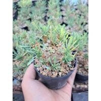 ราคา ยูโฟเบียจาปอนิก้า(Euphorbia Japonica) ยูโฟเบียคนป่า ยูโฟเบียนักกล้าม (4947106315)