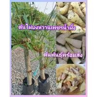 ราคา ต้นไผ่บงหวานเพชรน้ำผึ้ง เป็นไผ่ที่ทานดิบได้ ต้นพันธุ์สวยแข็งเเรง ส่งทั้งถุงชำ (26900127867)