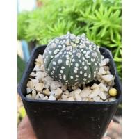 ราคา ต้นตะบองเพชร ไม้สะสม แอสโตรไฟตั้ม แอสทีเรียส แคคตัส ไม่น่าสะสม ส่งทั้งกระถาง ขนาด 3-4 ซม. (5942995964)