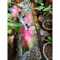 ราคา บอนสีพญาพานทอง ต้นขนาดกลางใบใหญ่สีแดงสวยกระถาง6นิ้ว (6594209655)