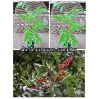 ราคา ต้นกล้ามะตูมแขกหรือมะตูมซาอุ (24594142539)