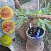 ราคา ต้นมะเดื่อฝรั่ง banana จำนวน 1 ต้น (56252365224)