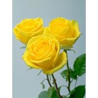 ราคา หยกทอง กุหลาบเหลือง ต้นกล้าไม้กระถาง ดอกไม้ขนาดใหญ่ กระถางต้นไม้สีเขียว (26223104541)