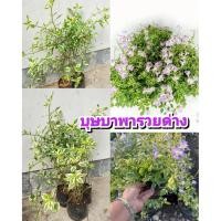 ราคา ต้นบุษบาพารวยด่าง ไม้ประดับมงคล ดอกสวย ออกดอกตลอดปี ต้นชำถุงเเตกกอพร้อมปลูก สินค้าเสียหายยินดีเคลมฟรี (40813903716)