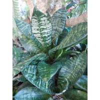 ราคา ต้นลิ้นมังกรแคระ ไม้ฟอกอากาศ (8315824350)