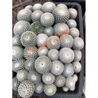 ราคา แมมนกฮูก กระบองเพชร แมมนกฮูก เปลือยรากส่ง (19461320092)