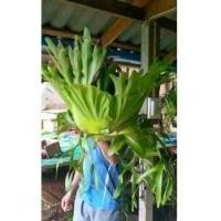 ราคา TLPกระเช้าสีดาหัวใหญ่มาก3หน้า​ สวยๆ (9312499796)