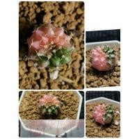 ราคา ยิมโนด่าง ไม้เมล็ด 1ต้น กระบองเพชร cactus แคคตัส ไม้อวบน้ำ ยิมโนด่าง ไม้ด่าง (3258562971)