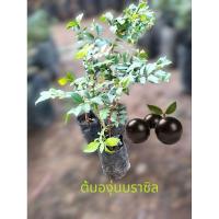 ราคา ต้นองุ่นบราซิลขายชุด 3 ต้น 199 บาท (25133727756)