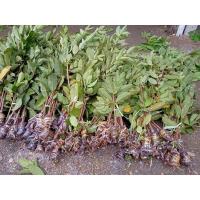 ราคา กิ่งชำฝรั่งกิมจู ไร้เมล็ด (11010560341)