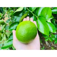 ราคา พร้อมส่ง ถูกที่สุดมะนาวไร้เมล็ดน้ำเยอะเปลือกบาง พร้อมส่งจากสวนไร้สารเคมีเกษตรอินทรี (27353003794)