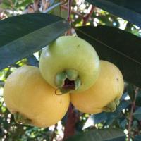 ราคา ต้นชมพู่น้ำดอกไม้ขนาดความสูง40-80ซม. (11908183357)