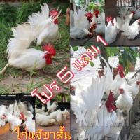 ราคา ไข่เชื้อ​ไก่แจ้​ ไข่ลุ้นเชื้อไข่ไก่แจ้สีขาวล้วน ขาสั้นราคาต่อฟอง โปร 5 แถม 1 ไข่ไก่เชื้อไก่แจ้ ไข่เชื้อไก่สว​ย​งาม​ (10201954595)