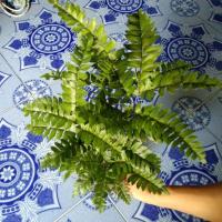 ราคา เฟิร์นก้านดำ 1 กิโลกรัม (18432340666)