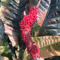 ราคา เมล็ดโชคเก้าชั้นด่าง โชคเก้าชั้นด่าง รับประกันด่าง‼️ (18790809904)