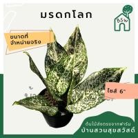 ราคา มรดกโลก กระถาง 5-6 นิ้ว อโกลนีมา ด่างแบบโดดเด่น aglaonema ไม้แรร์ (19720612717)