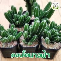 ราคา คอนโดนางฟ้า ปราสาทนางฟ้า cactus แคคตัส กระบองเพชร แคคตัสราคาถูก ส่งแบบถอดกระถาง (22835744470)