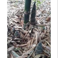 ราคา กิ่งพันธุ์ไผ่ตงลืมแล้ง หน่อใหญ่ 2กิ่ง/50บ. (5531527200)