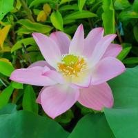 ราคา บัวหลวงสีชมพู/บัวฉัตร (7608999277)