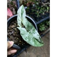 ราคา ต้นเงินไหลมาด่างขาว เงินไหลมาขาว ไหลขาว ส่งพร้อมกระถาง 4 นิ้ว (10161457622)