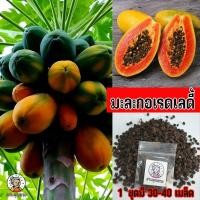 ราคา เมล็ดพันธุ์มะละกอเรดเลดี้ ลูกดก ติดดอกไว ปลูก 6-8 เดือน เหมาะสำหรับทานทั้งสุกให้รสหวานอร่อย (24091141435)