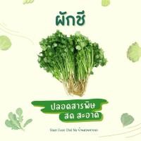 ราคา ผักชี ผักชีสด 1 กิโลกรัม – สดใหม่ หอม เขียวสวย เก็บตามออเดอร์ (45952350807)