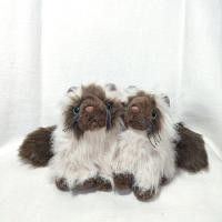 ราคา GANZ แมวหิมาลายัน "color point" การผสมข้ามสายพันธุ์เปอร์เซีย&แมวไทยวิเชียรมาศ (27851365310)