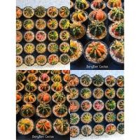 ราคา ต้นแคคตัส ยิมโน ไม้ด่าง ไม้เมล็ด Gymnocalycium Mihanovincii LB2178 LB​hybrid (10985624386)