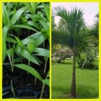 ราคา ต้นกล้าหมากนวล ต้นไม้ประดับ ต้นไม้มงคล จำหน่ายเป็นต้น (7456893572)