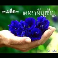 ราคา เมล็ดพันธุ์ ดอกอัญชัญ กลีบซ้อน 5 ชั้น บรรจุ 20 เมล็ด (45200617429)