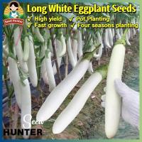 ราคา เมล็ดพันธุ์ มะเขือขาว เมล็ดมะเขือยาวสีขาว Long White Eggplant Seeds Vegetable Seeds 100 เมล็ด ปลูกง่าย เมล็ดพันธุ์ผัก (26933643931)