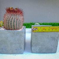 ราคา กระถางปูนเปลือย​ กระถางต้นไม้​ เคลือบเงา (6234370992)