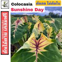 ราคา colocasia Sunshine day ตัดสดไม่ตัดใบ โคโลคาเซีย ซันชายเดย์ (21762035273)