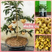 ราคา #ต้นอินจัน เพาะเมล็ดต้นสวยพร้อมปลูก (17780119870)