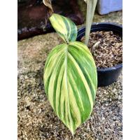 ราคา ต้นข่าด่าง สีด่างสวยมาก (4471587909)