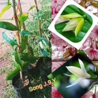 ราคา ต้นดอกจำปูน ออกดอกตลอดปี (8724991747)