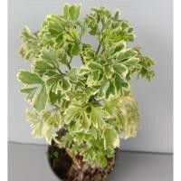 ราคา ต้นเล็บครุฑแคระ หรือเล็บครุฑหนูกระถาง3นิ้ว (23572085414)