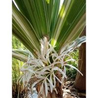 ราคา พลับพลึงด่างขาวดอกหอม (18190219329)