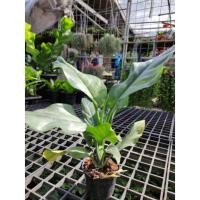 ราคา ต้นเงินเต็มบ้าน ต้นไม้มงคล (10953112621)