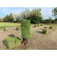 ราคา ตัดใหม่จ้า หญ้าญี่ปุ่น หญ้ามาเลเซีย (50×100 ซม.) หญ้าจัดสวน หญ้าสด หญ้าจริง หญ้าสนาม หญ้าปูพื้น หญ้าปูสนาม (15085234985)